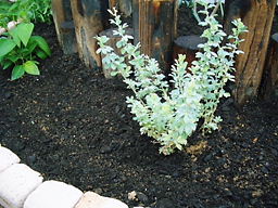 去年のロータス２