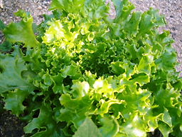 レタス　2