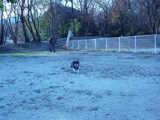 ドッグラン