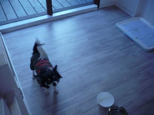 室内ドッグスペース