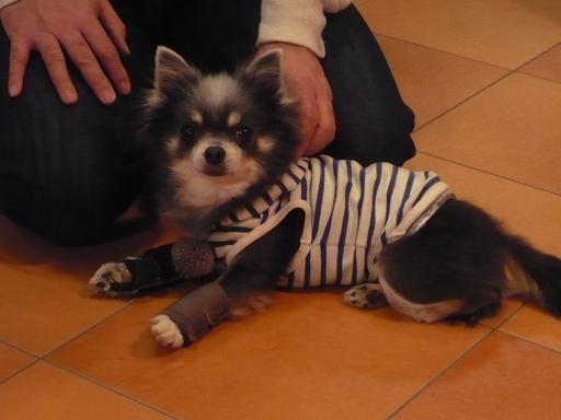 看板犬ちっぴー