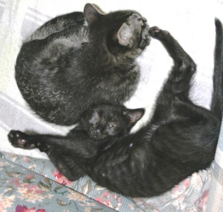 そんにゃの知ーらにゃい