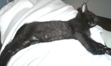 のびーるしずにゃん