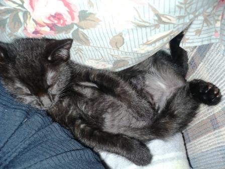 だらーんしずか