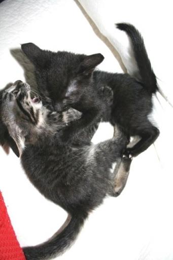 そしていつしかバトル