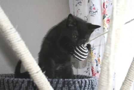 猫屋敷で遊び中2