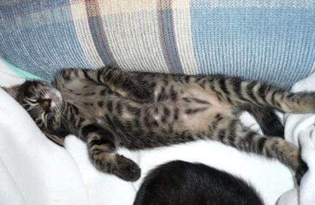 つっばり棒クロー