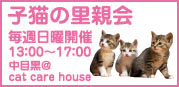 仔猫の里親会