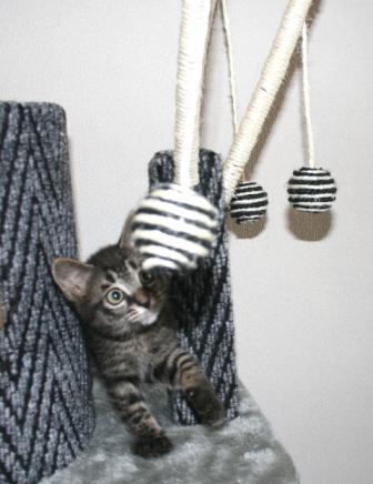 猫屋敷のクロー