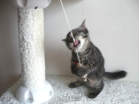 クローatタワー