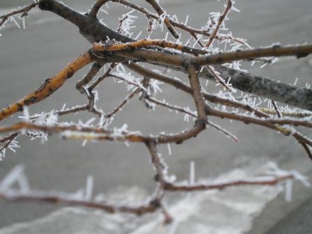樹氷？粗氷？２