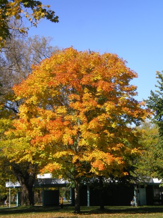 2010年10月9日紅葉４