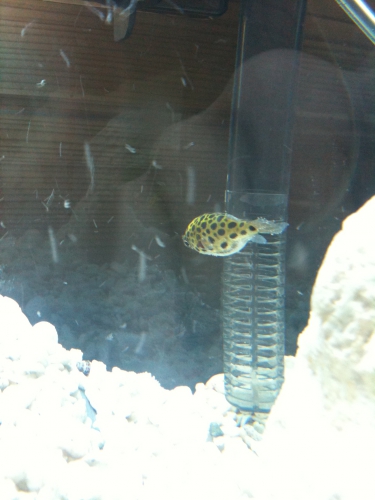 フィルターひっかかり