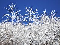 ハンターマウンテン（樹氷）