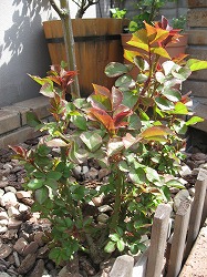 s-IMG_1147.jpg
