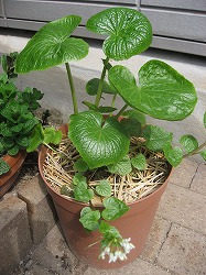 s-IMG_1144.jpg