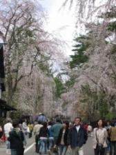 角館の桜