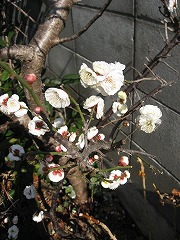 梅070203