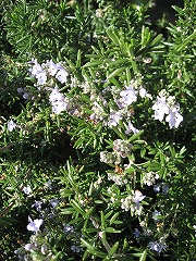 Rosemary070203