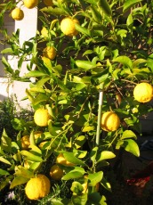 我が家の柚子