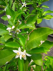 柚子の花