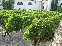 s-IMG_9646.jpg