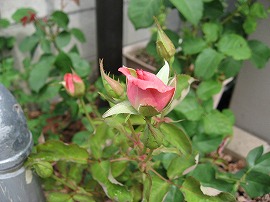 芳純・二番花6月10日
