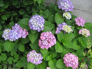 アジサイ6月10日