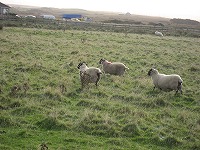 アイラ島の羊