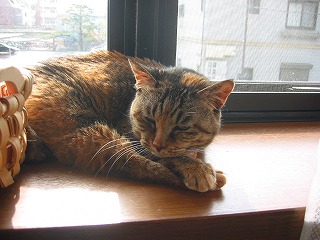 窓辺でまどろむかんろ