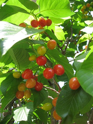 サクランボ080503