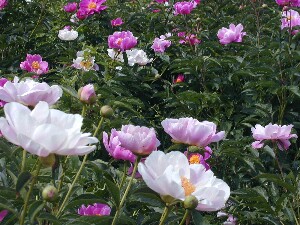 美瑛の丘へ 芍薬の花 旅と花 楽天ブログ