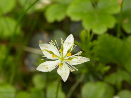高山植物　５.jpg