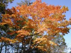 大沼の紅葉