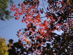 大沼の紅葉2