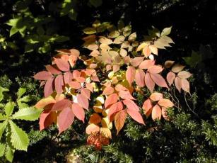 大沼の紅葉4