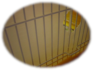 りぼん