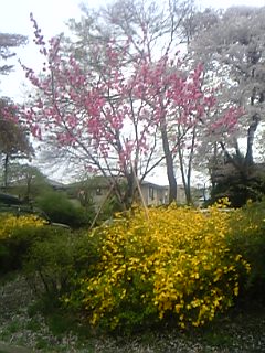 桃と山吹