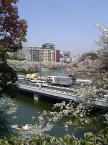 千鳥ヶ淵の櫻