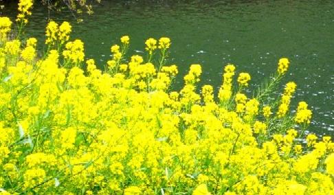 菜の花も満開