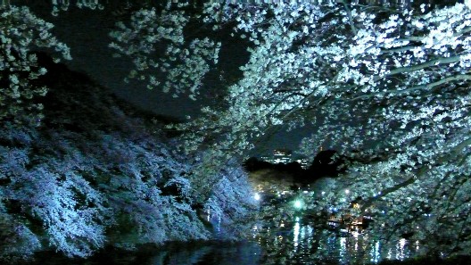 千鳥ヶ淵の夜桜Ｂ20090404