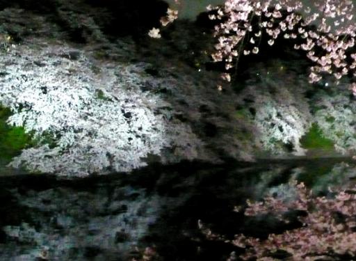 千鳥ヶ淵の夜桜Ｃ20090404