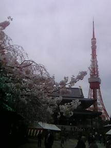 増上寺の櫻と東京タワー