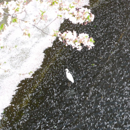 目黒川に桜と白鷺20090408