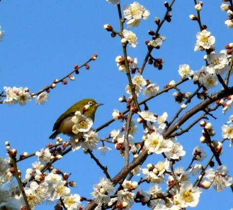 梅に鶯？20090207