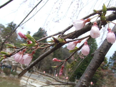2006_0423_104257.JPG
