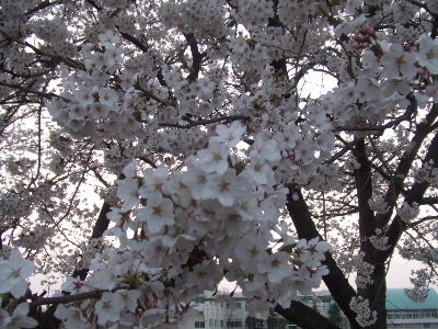 sakura@sirone2
