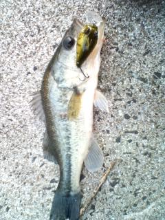 firstfish