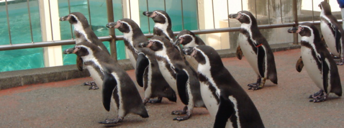 ペンギン