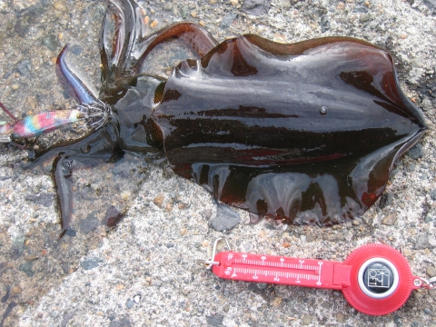 秋イカ16センチ